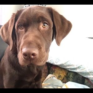 Meet your Posher, Ian